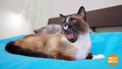 Кот тоже бывает кусачим... Доброе утро. Фрагмент