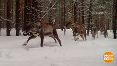 Лосей зимой считают. Доброе утро. Фрагмент