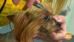 Собачья стрижка без травм. Доброе утро. Фрагмент