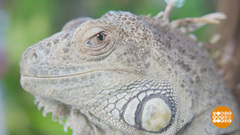 Как приручить дракона. Доброе утро. Суббота. Фрагмент