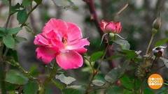 А в Крыму уже весна... Доброе утро. Фрагмент