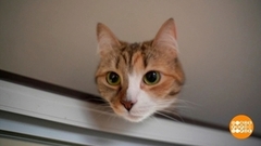 Гаджеты для животных. Доброе утро. Фрагмент