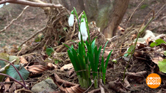 Цветы приветствуют весну. Доброе утро. Суббота. Фрагмент