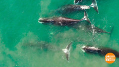 Кит, поговори со мной! Доброе утро. Фрагмент