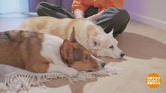 Собака, заходи, осваивайся... Доброе утро. Фрагмент