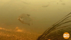 Кормись, рыбка! Доброе утро. Фрагмент