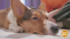 Собака-расслабляка. Доброе утро. Суббота. Фрагмент