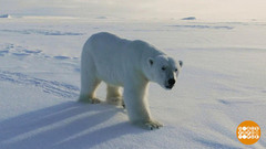 Мой сосед — полярный мишка! Доброе утро. Фрагмент