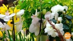 Море цветов в Петровском пассаже. Доброе утро. Суббота. Фрагмент