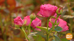 Целое море цветов к 8 марта! Доброе утро. Фрагмент