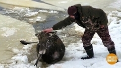 Как спасают зверей и птиц. Доброе утро. Фрагмент