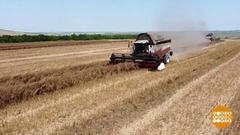 Ростовская область — житница России. Доброе утро. Фрагмент