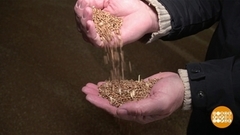 Путь зерна: от поля до блина. Доброе утро. Фрагмент