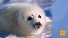 Как поживаете, бельки? Доброе утро. Фрагмент