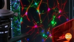 Ген морозоустойчивости: это как? Доброе утро. Фрагмент