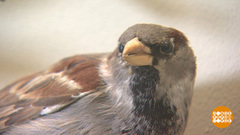 Где обедал воробей? И куда он делся? Доброе утро. Фрагмент