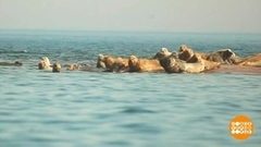 Богатства Балтийского моря. Доброе утро. Фрагмент