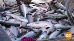 Астраханская рыбалка. Доброе утро. Суббота. Фрагмент