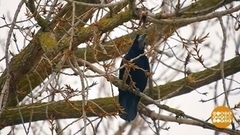 Грачи прилетели! Доброе утро. Фрагмент