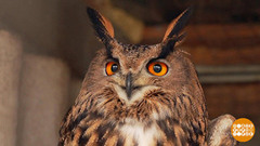 Редкие птицы России. Доброе утро. Фрагмент