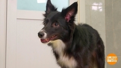 Обучаем собаку команде «дай». Доброе утро. Фрагмент