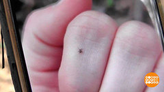 Клещи? Уже! Доброе утро. Фрагмент