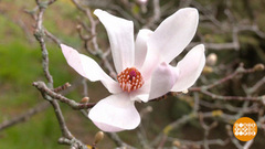 У цветов — своя афиша! Доброе утро. Фрагмент