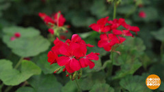 Пусть расцветают сто цветов на клумбах наших городов! Доброе утро. Фрагмент