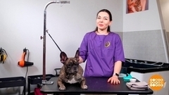 Собачка «в складочку»: нужен особый уход! Доброе утро. Фрагмент