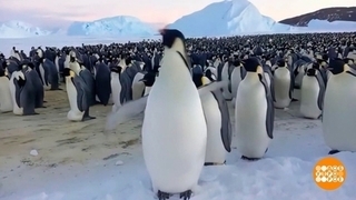 Привет, пингвины! Можно вас погладить? Доброе утро. Фрагмент 