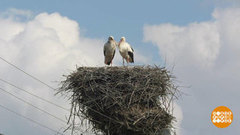 Здравствуй, аист! Доброе утро. Фрагмент