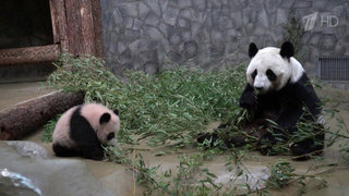 В столичном зоопарке открыли уличный вольер для маленькой панды Катюши