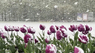 Неласковый май: чем грозит мороз на пике цветения и что будут делать фермеры с погибшим урожаем?