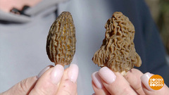 Первые грибы: сморчки, строчки и не только… Доброе утро. Суббота. Фрагмент