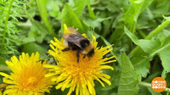 Одуванчик, цветок родом из детства. Доброе утро. Фрагмент