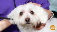 Собака, пора подстричься! Доброе утро. Фрагмент