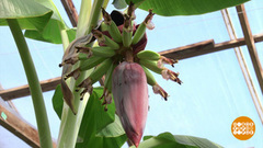 Хороши весной в саду цветочки! И бананы… Доброе утро. Фрагмент