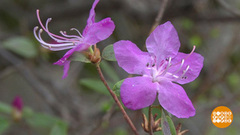 Все цветет! Доброе утро. Фрагмент