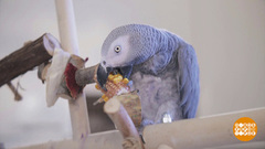 Попугай, не хулигань! Доброе утро. Фрагмент