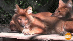 Красный волк, можно я тебя поглажу? Доброе утро. Фрагмент