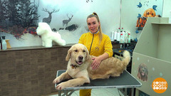 Вычесываем длинношерстную собаку. Доброе утро. Фрагмент