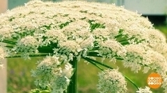 Борщевик не пройдет! Доброе утро. Фрагмент