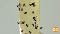 Мухи, вы влипли! Доброе утро. Фрагмент