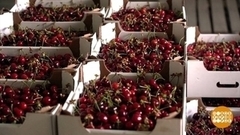 Путь черешни. Доброе утро. Суббота. Фрагмент