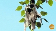 Тополиный пух: надо немного потерпеть. Доброе утро. Фрагмент