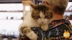 Петербургские коты и их профессии. Доброе утро. Суббота. Фрагмент