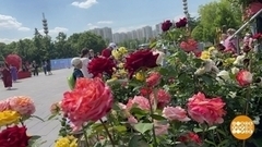 Лето стартовало. Мечты сбываются? Доброе утро. Суббота. Фрагмент