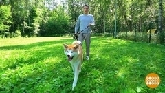 Обучаем собаку команде «рядом». Доброе утро. Фрагмент