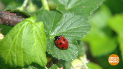 Божья коровка: маленькая, да удаленькая... Доброе утро. Фрагмент