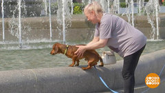 Фонтан — не место для купания! Доброе утро. Фрагмент